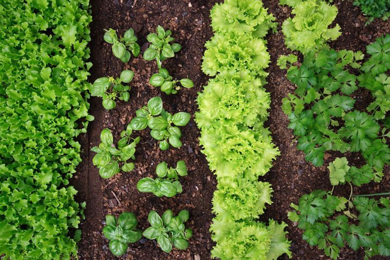 Zo begin je een moestuin